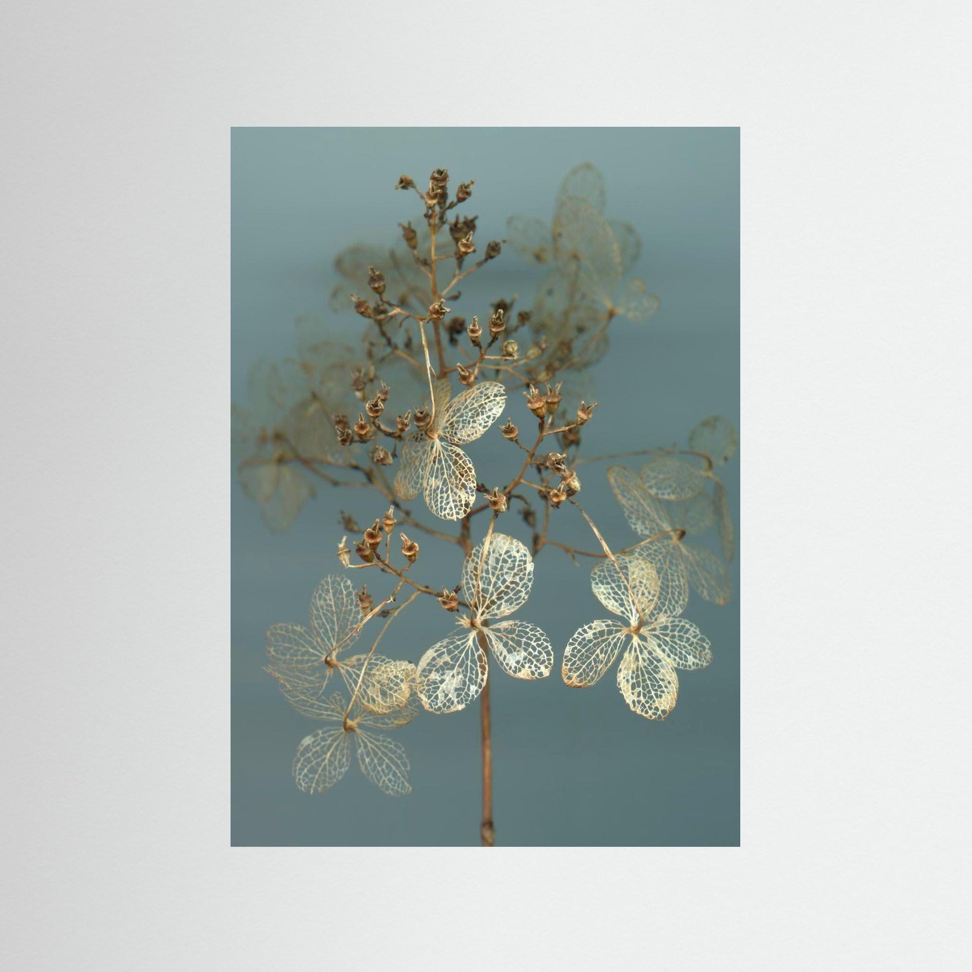 Nazomerfluisteringen: Hortensia  -  Art print