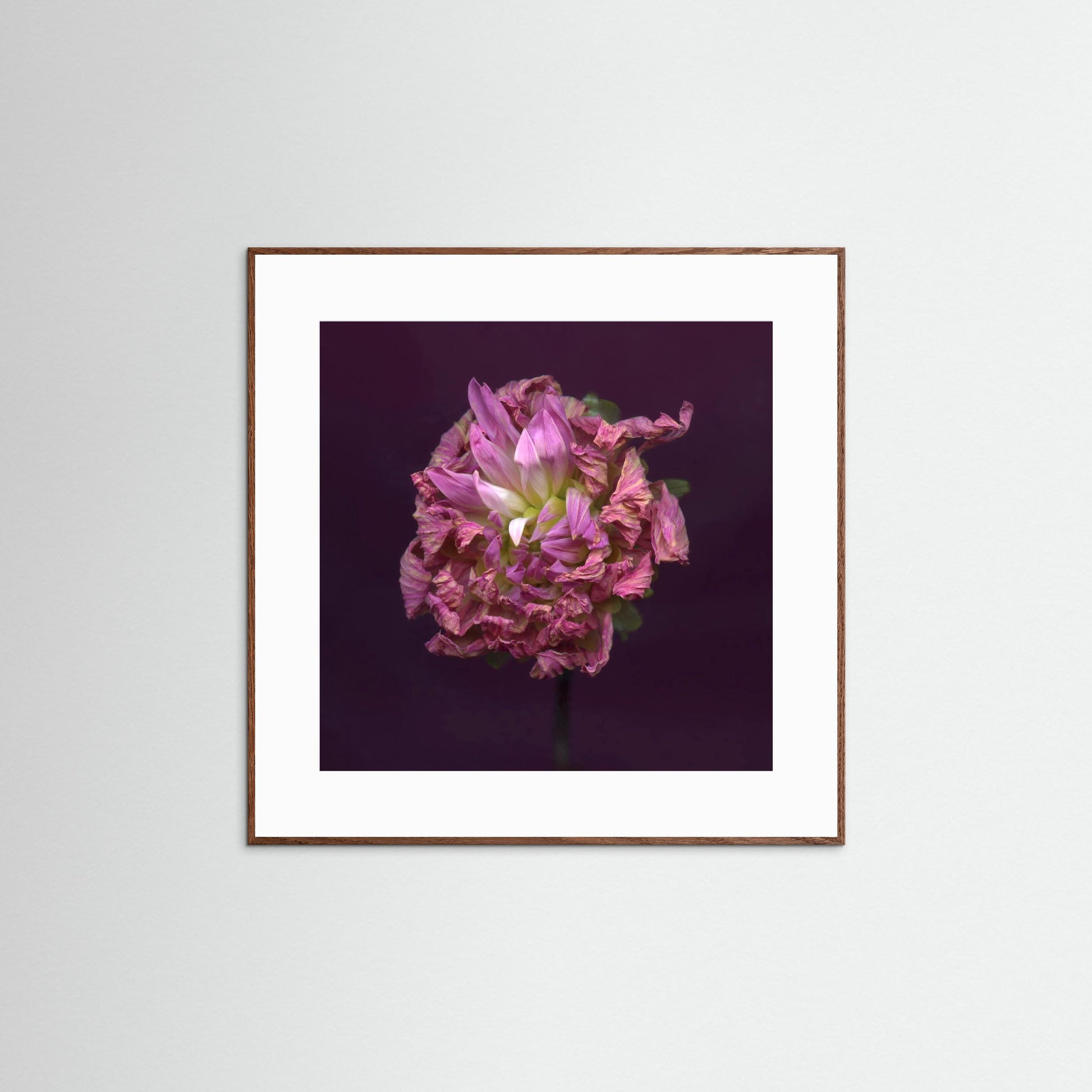 Nazomerfluisteringen: Dahlia  -  Art print