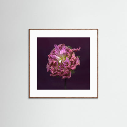 Nazomerfluisteringen: Dahlia  -  Art print