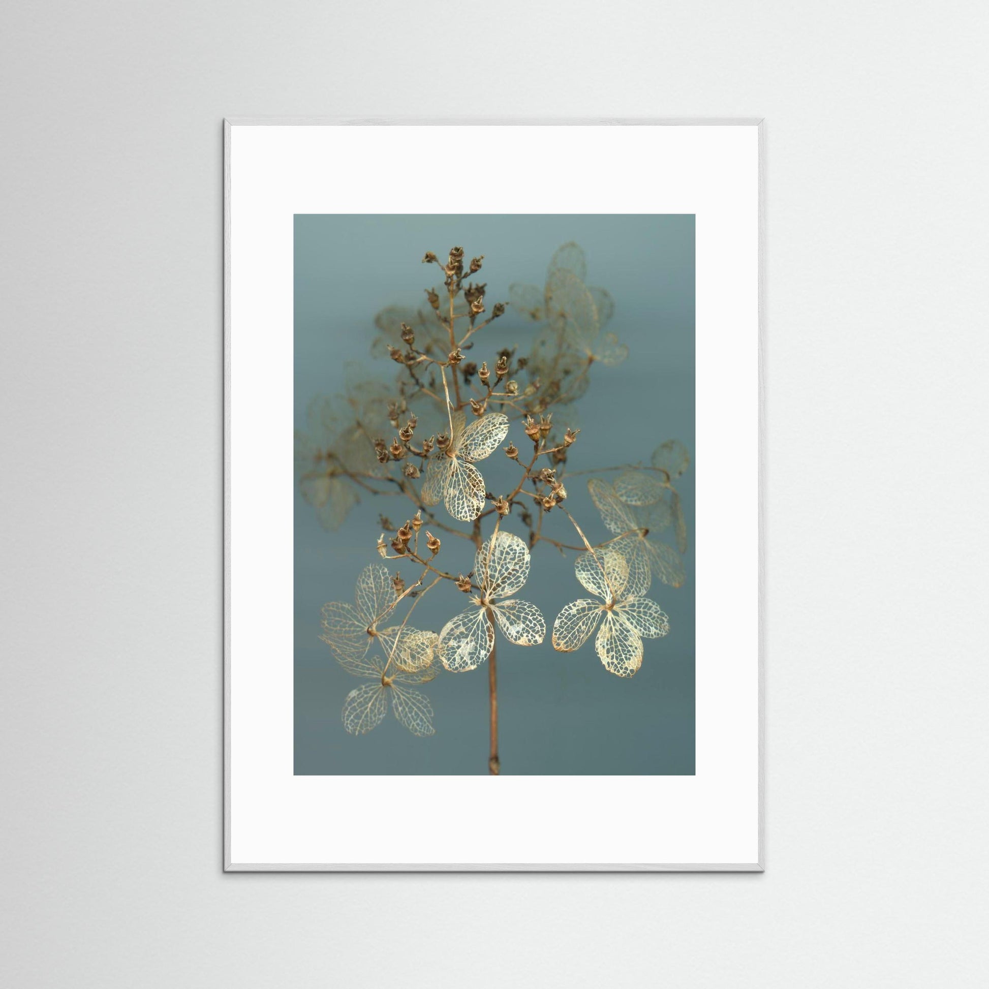 Nazomerfluisteringen: Hortensia  -  Art print