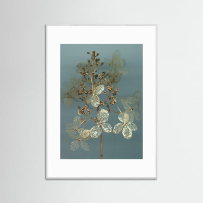 Nazomerfluisteringen: Hortensia  -  Art print