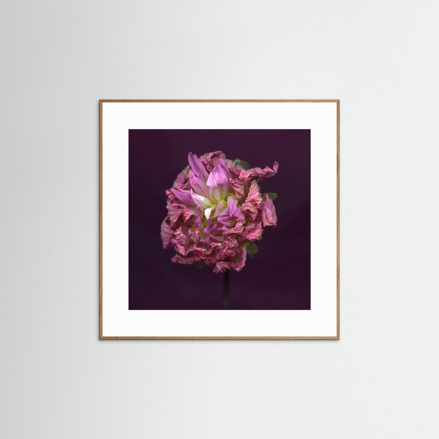 Nazomerfluisteringen: Dahlia  -  Art print