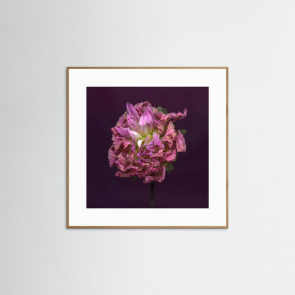 Nazomerfluisteringen: Dahlia  -  Art print