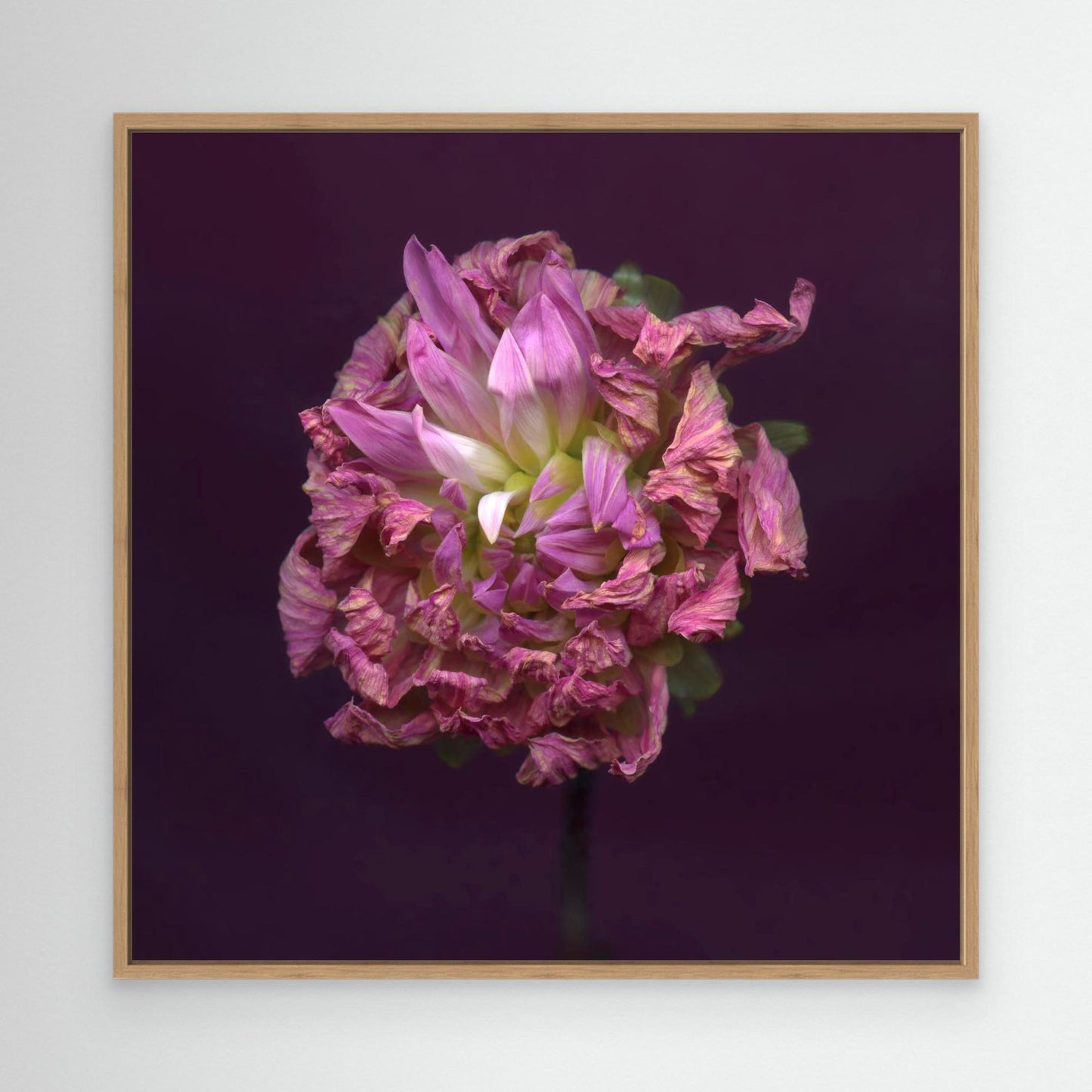 Nazomerfluisteringen: Roze dahlia  -  Canvas print