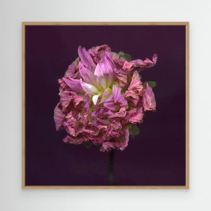 Nazomerfluisteringen: Roze dahlia  -  Canvas print