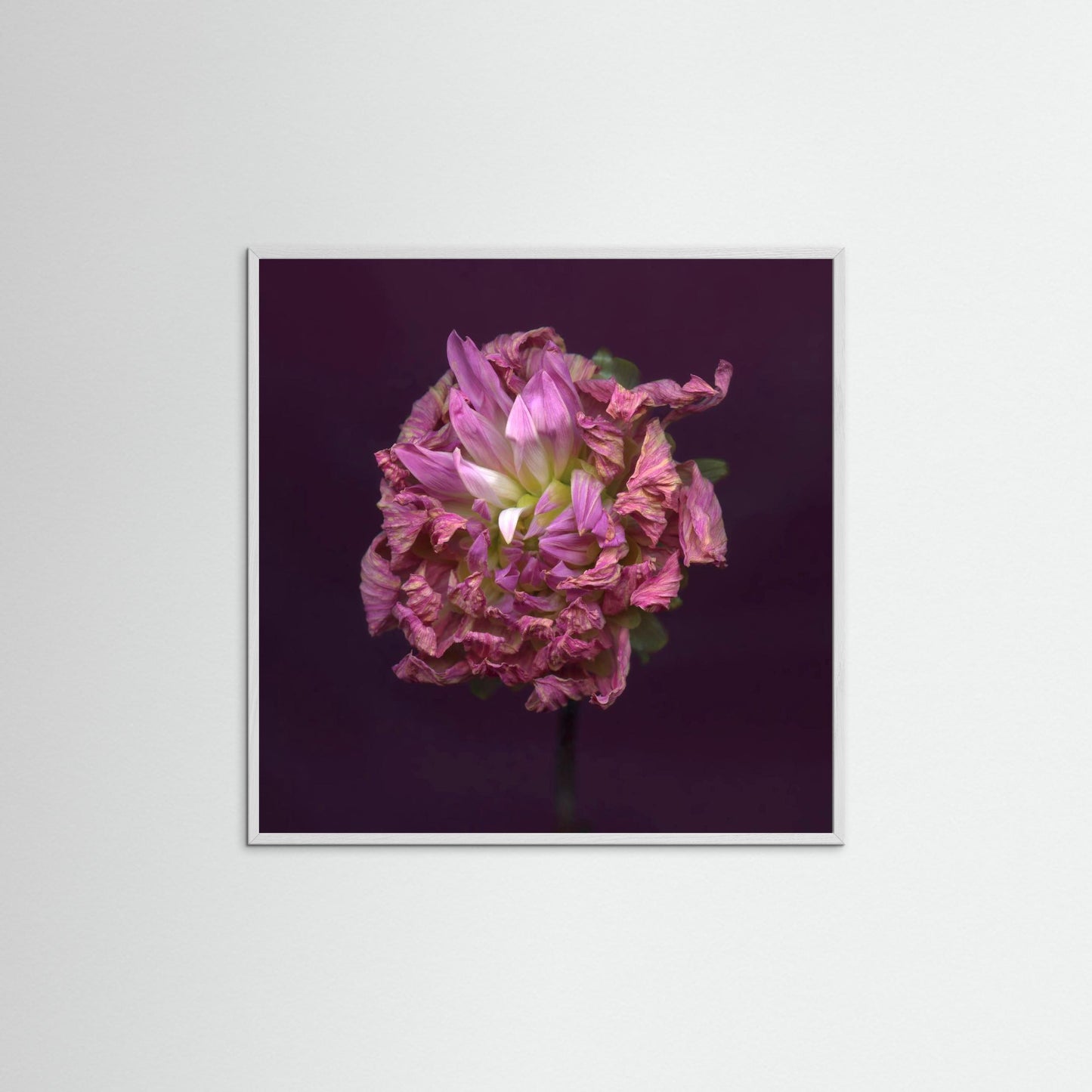 Nazomerfluisteringen: Dahlia  -  Art print