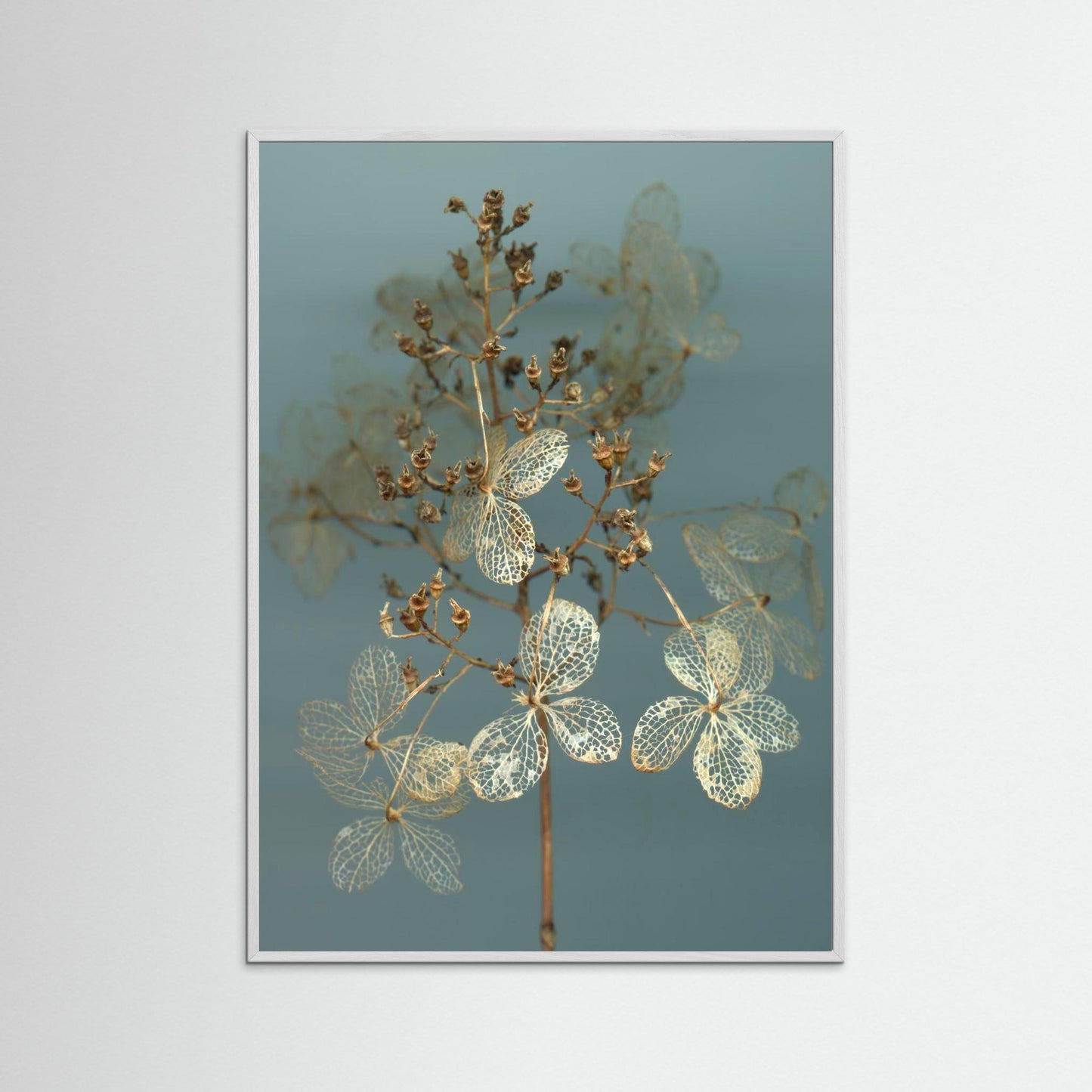 Nazomerfluisteringen: Hortensia  -  Art print
