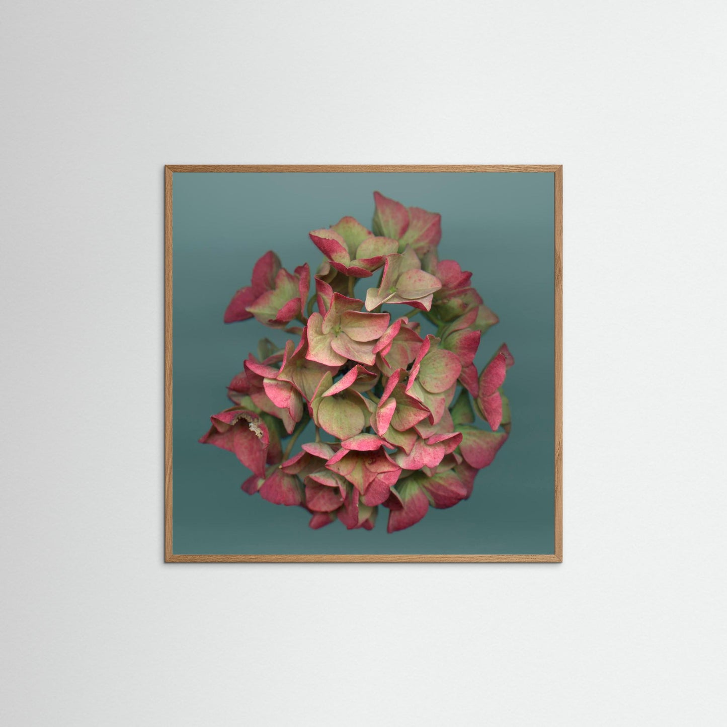 Nazomerfluisteringen: Roze hortensia  -  Art print