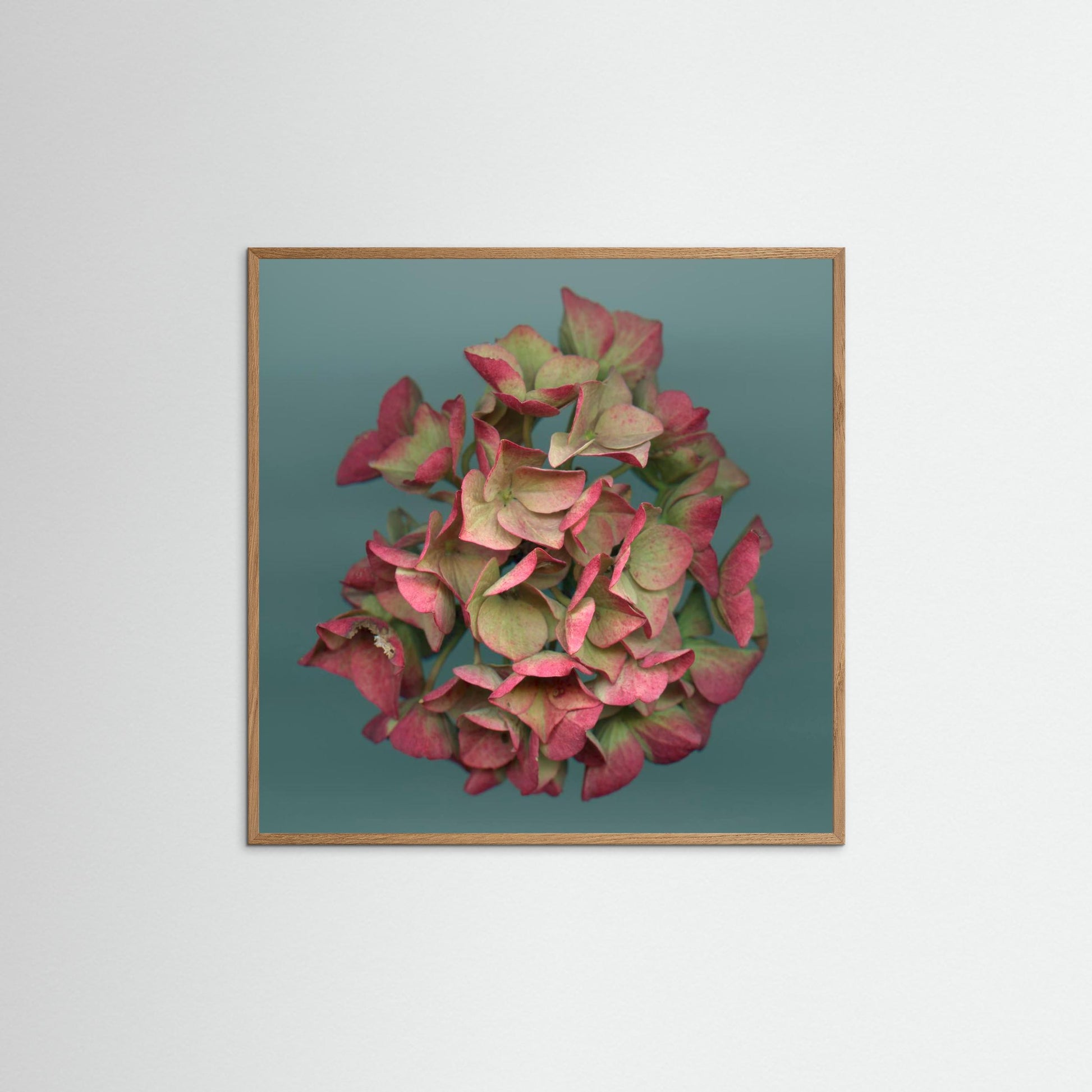 Nazomerfluisteringen: Roze hortensia  -  Art print