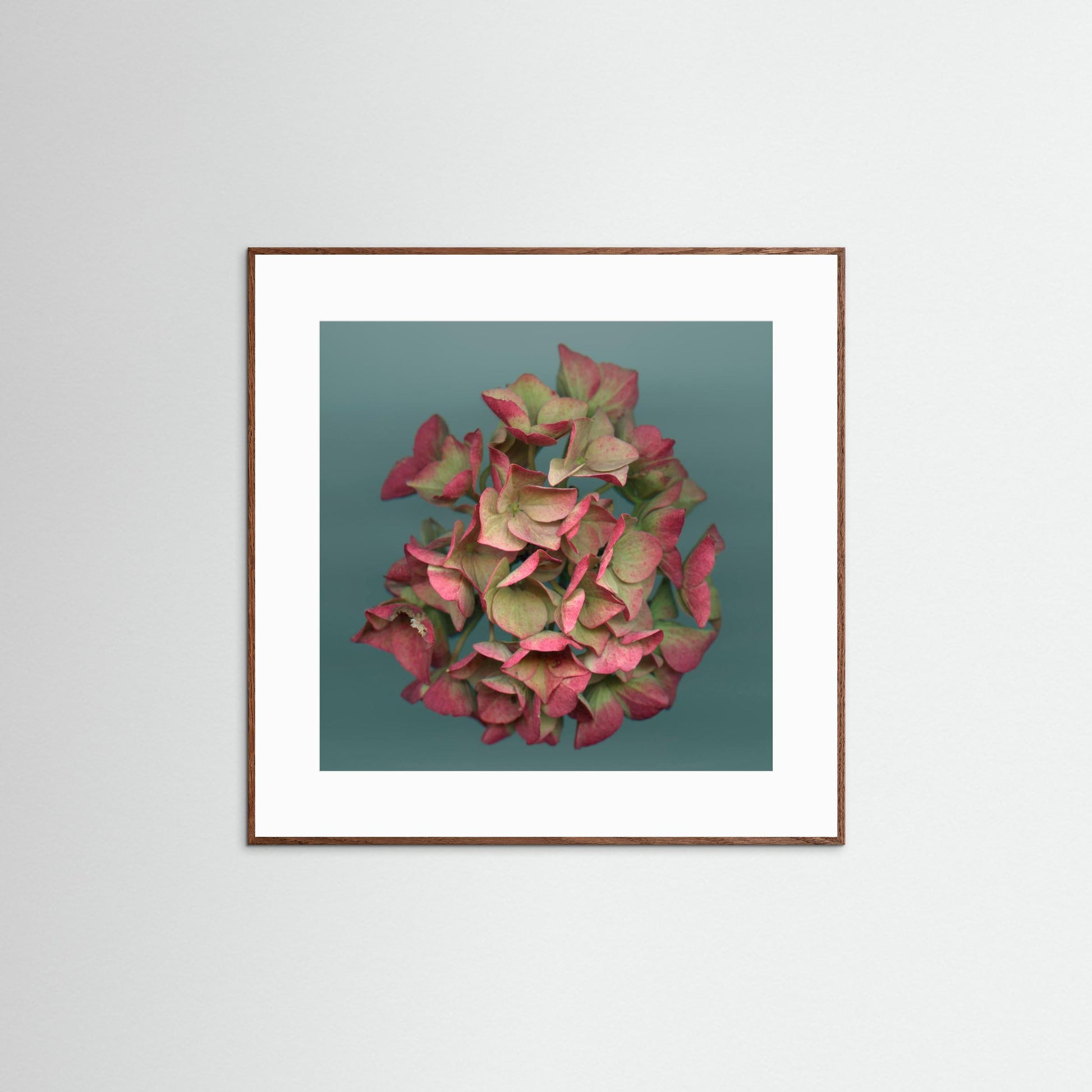 Nazomerfluisteringen: Roze hortensia  -  Art print