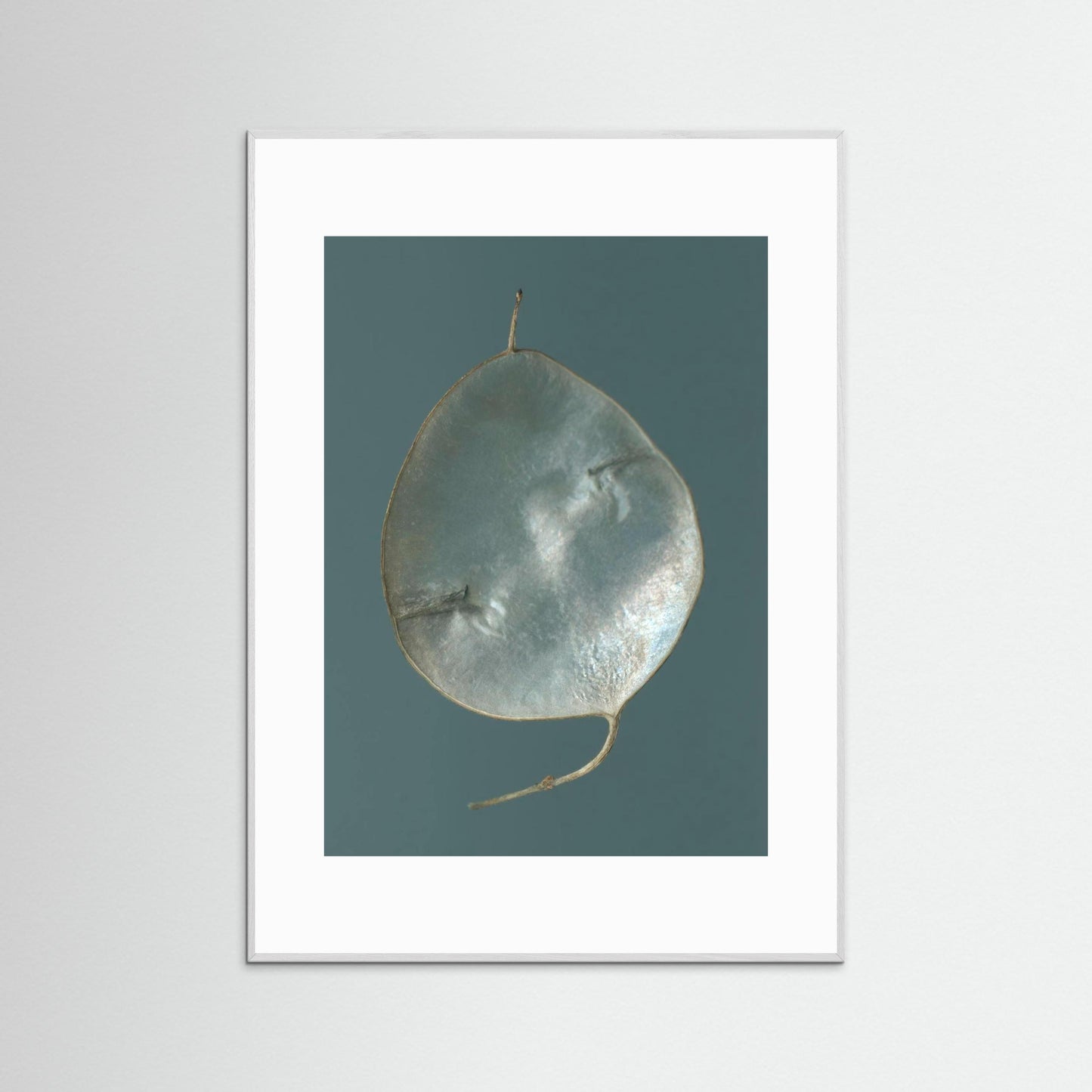 Nazomerfluisteringen: Judaspenning  -  Art print