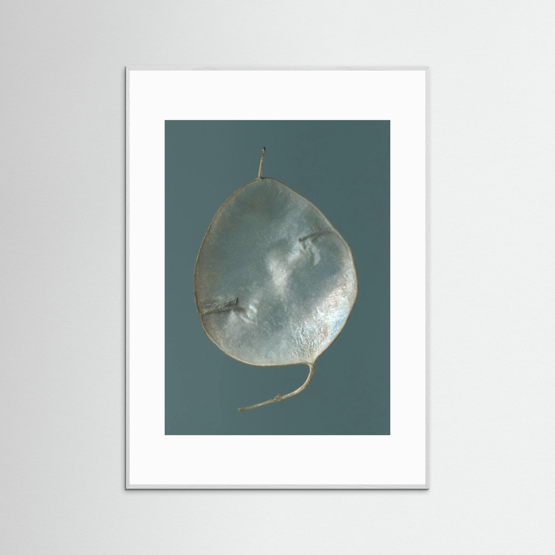 Nazomerfluisteringen: Judaspenning  -  Art print