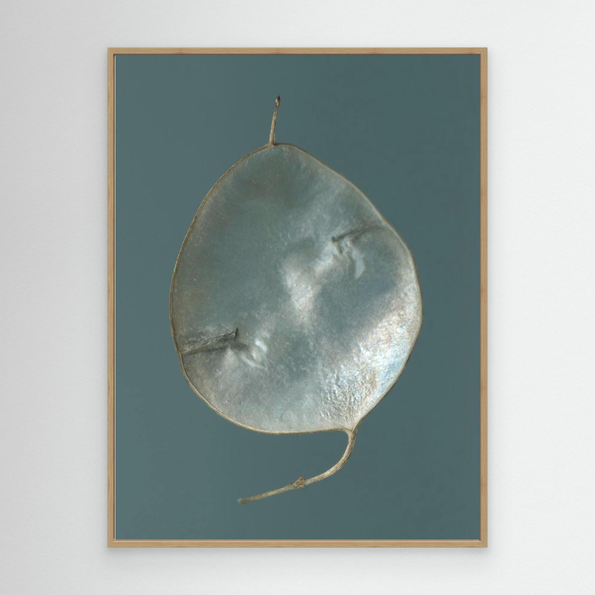 Nazomerfluisteringen: Judaspenning  -  Canvas print
