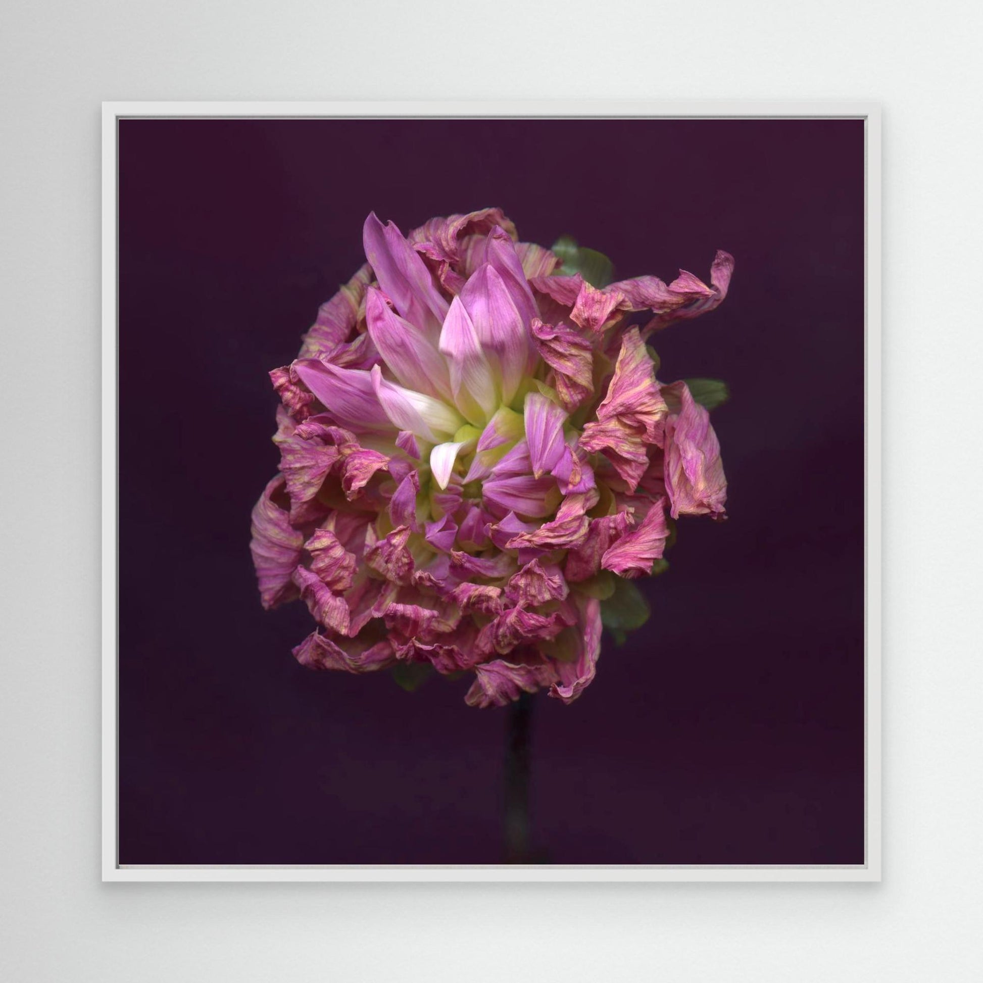 Nazomerfluisteringen: Roze dahlia  -  Canvas print