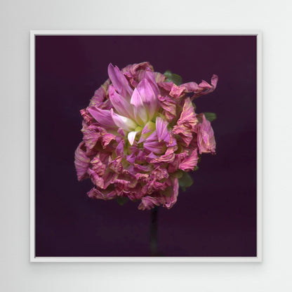Nazomerfluisteringen: Roze dahlia  -  Canvas print