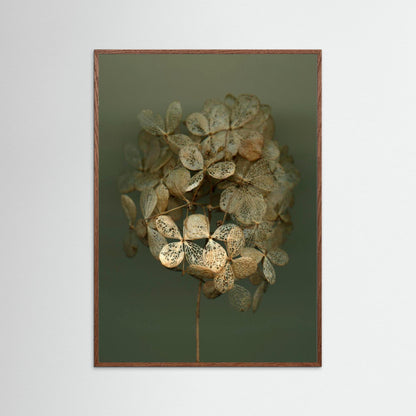 Nazomerfluisteringen: Hortensia #2  -  Art print