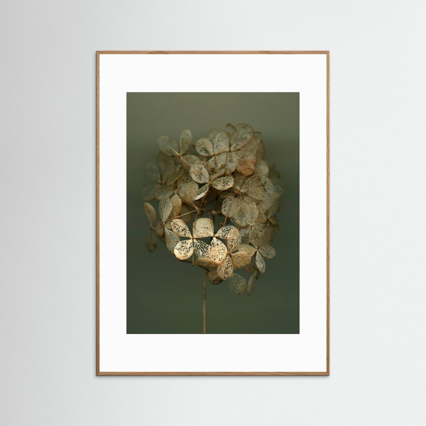 Nazomerfluisteringen: Hortensia #2  -  Art print