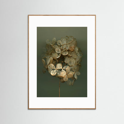 Nazomerfluisteringen: Hortensia #2  -  Art print