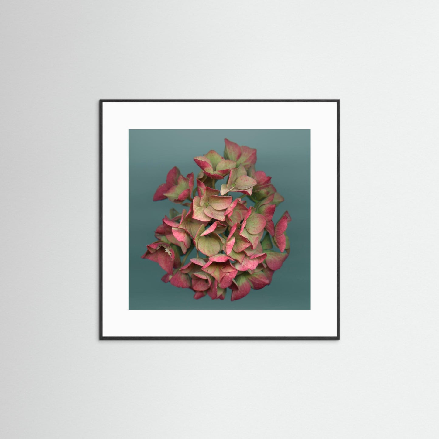 Nazomerfluisteringen: Roze hortensia  -  Art print