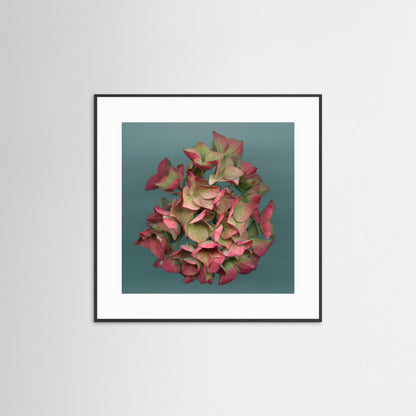 Nazomerfluisteringen: Roze hortensia  -  Art print