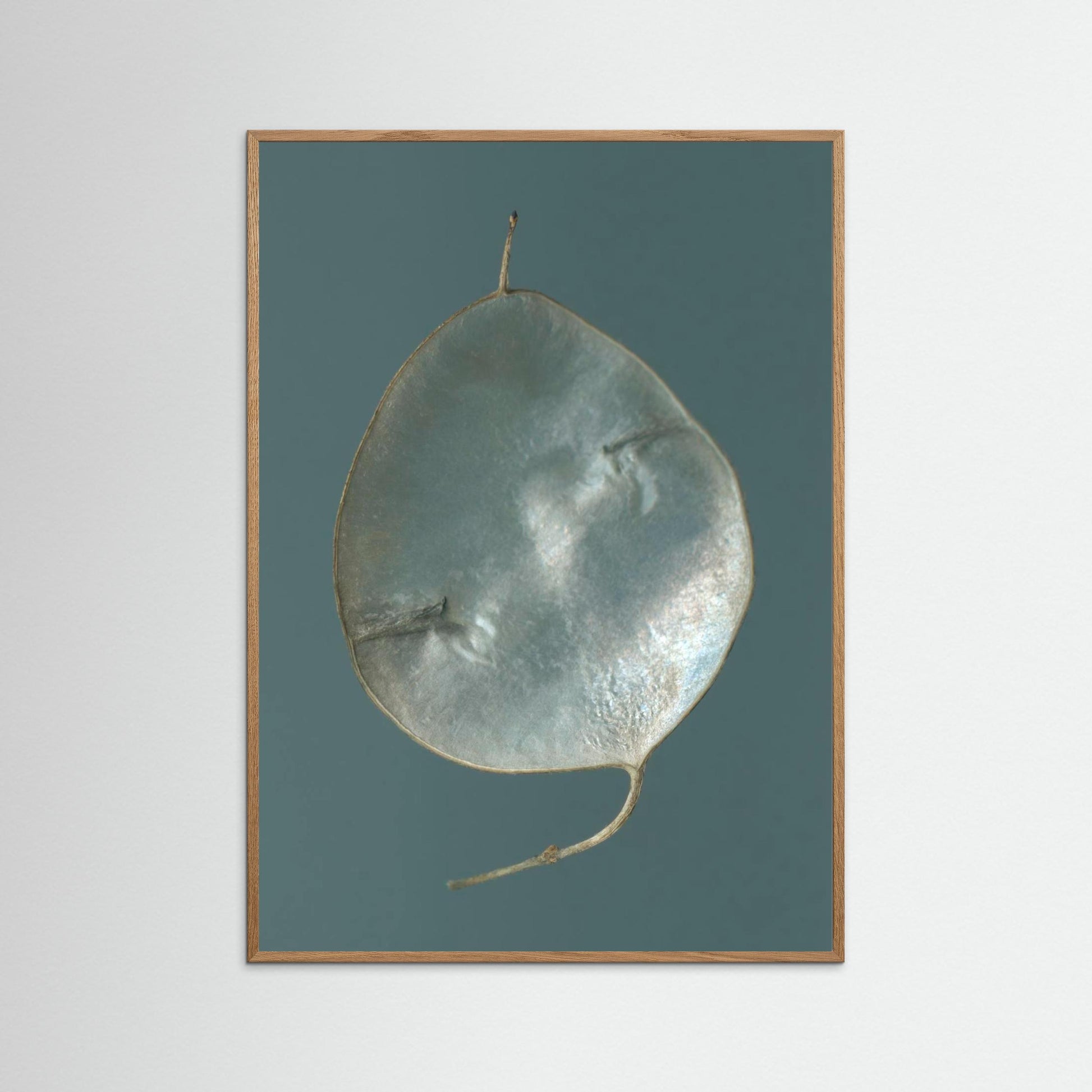 Nazomerfluisteringen: Judaspenning  -  Art print