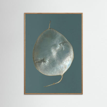 Nazomerfluisteringen: Judaspenning  -  Art print