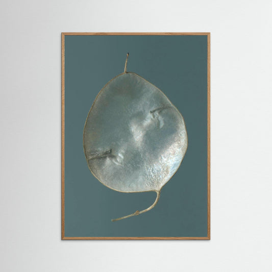 Nazomerfluisteringen: Judaspenning  -  Art print
