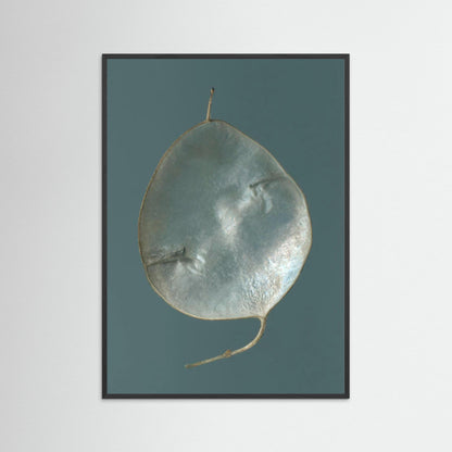 Nazomerfluisteringen: Judaspenning  -  Art print