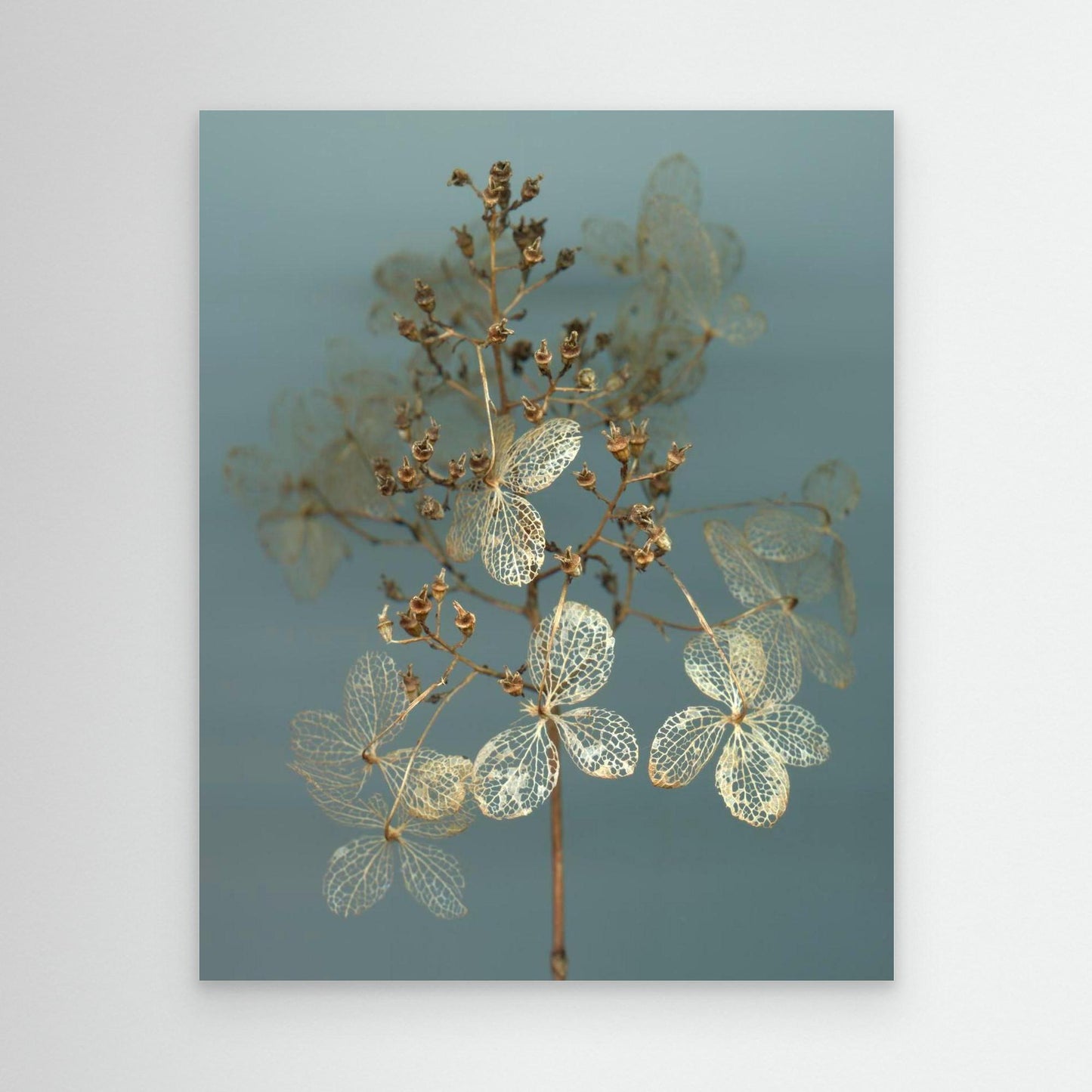 Nazomerfluisteringen: Hortensia  -  Canvas print