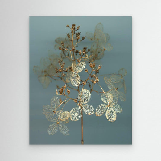 Nazomerfluisteringen: Hortensia  -  Canvas print