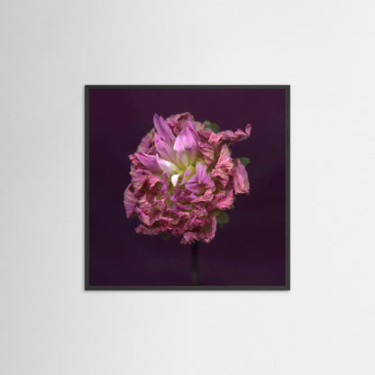 Nazomerfluisteringen: Dahlia  -  Art print