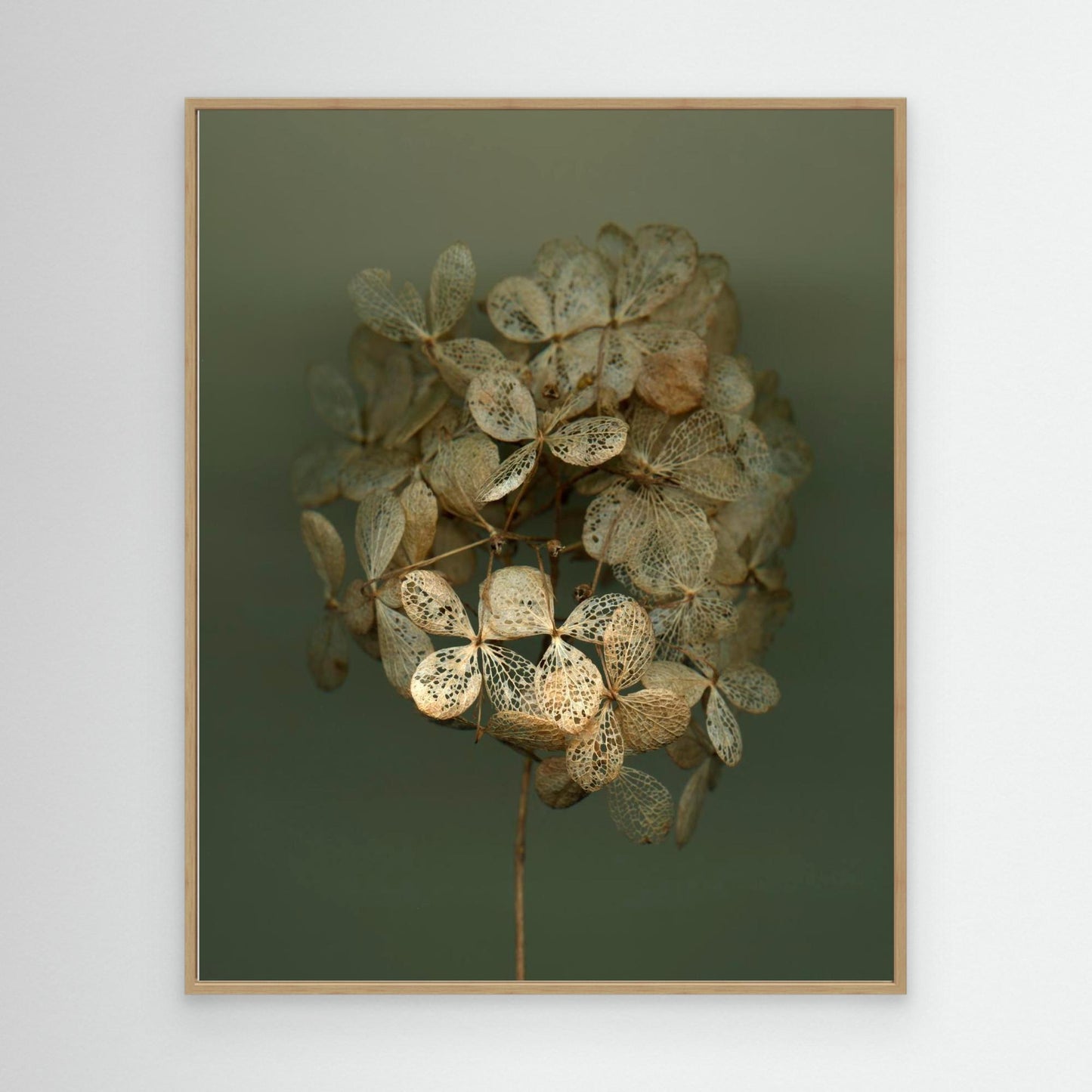 Nazomerfluisteringen: Hortensia #2  -  Canvas print