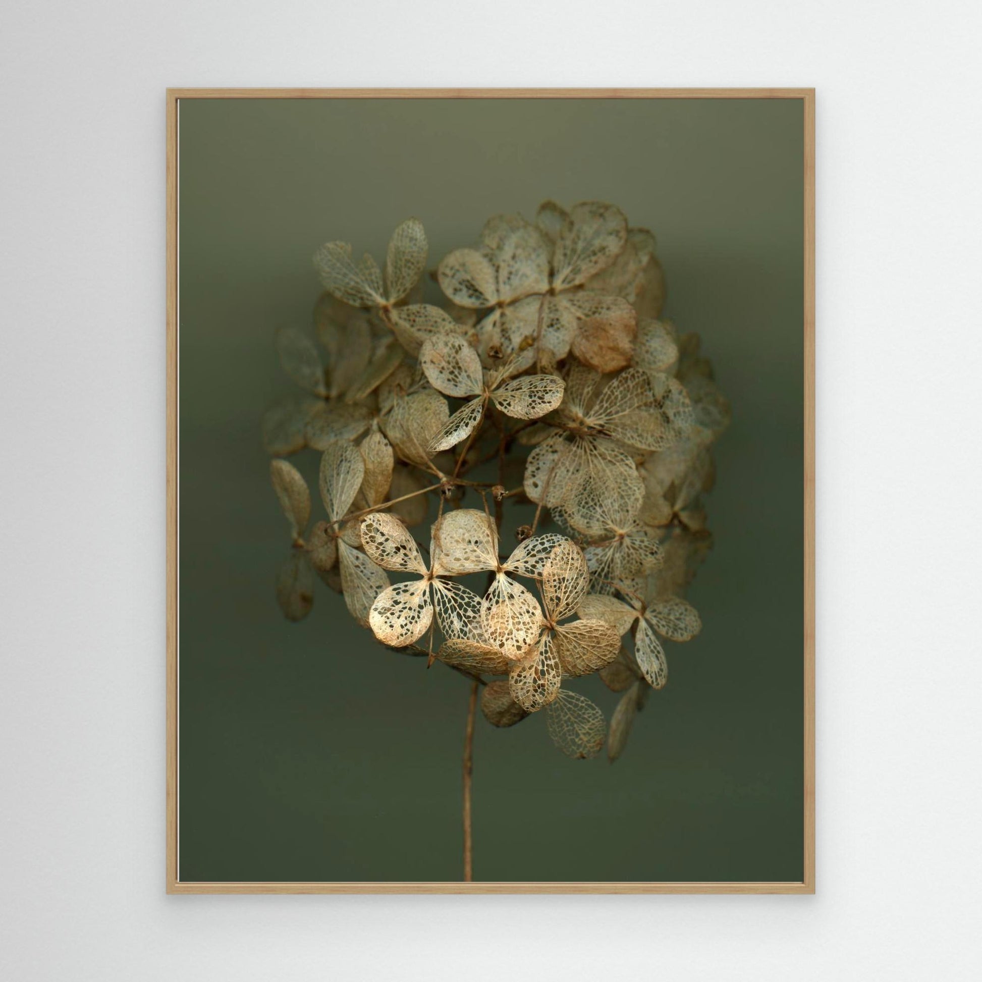 Nazomerfluisteringen: Hortensia #2  -  Canvas print