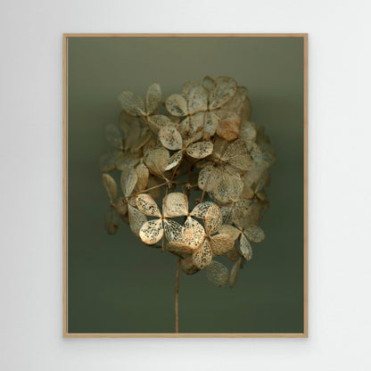 Nazomerfluisteringen: Hortensia #2  -  Canvas print