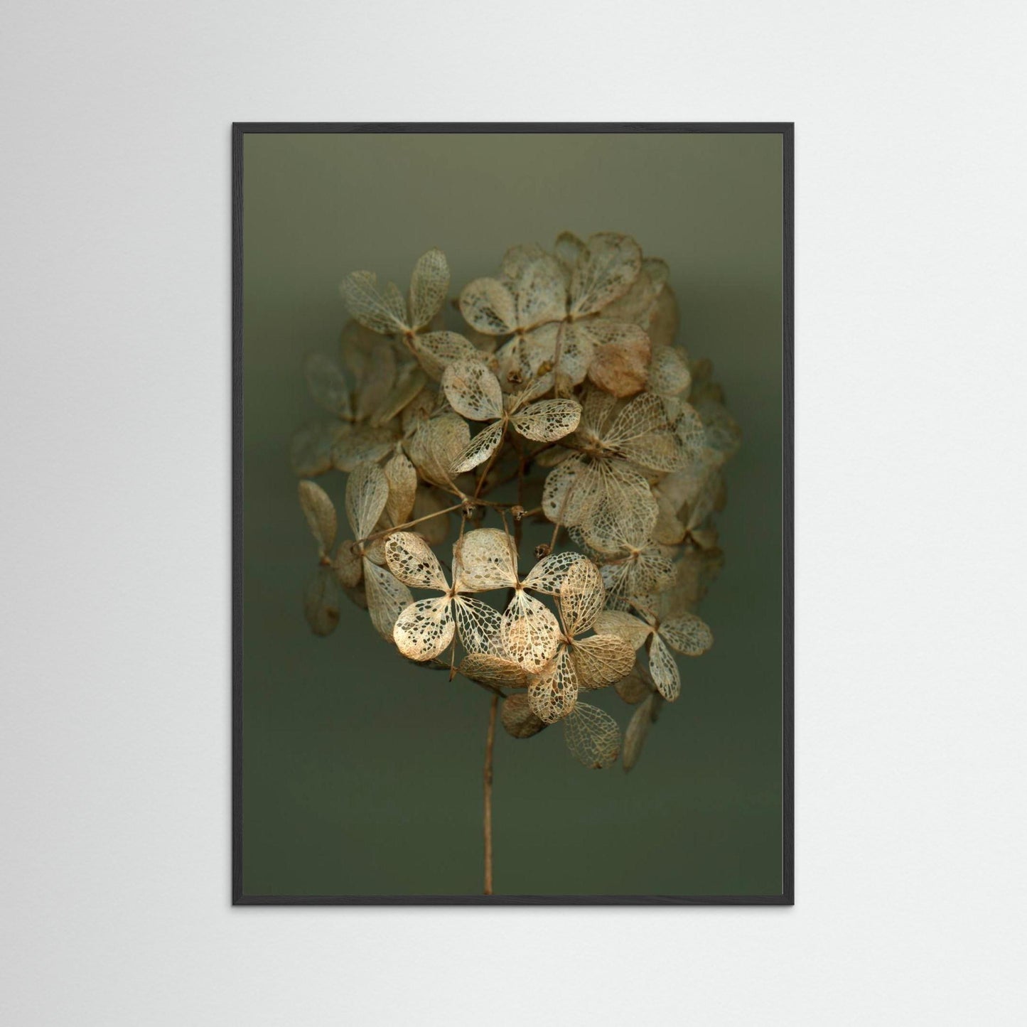 Nazomerfluisteringen: Hortensia #2  -  Art print