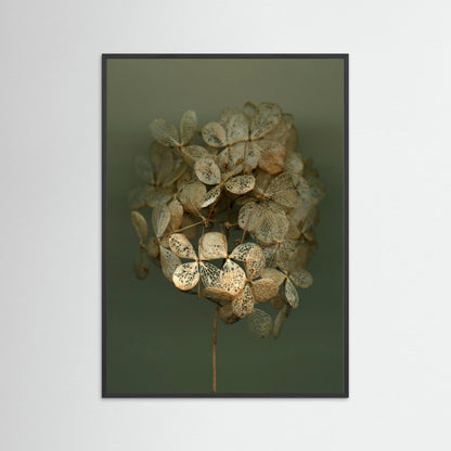 Nazomerfluisteringen: Hortensia #2  -  Art print