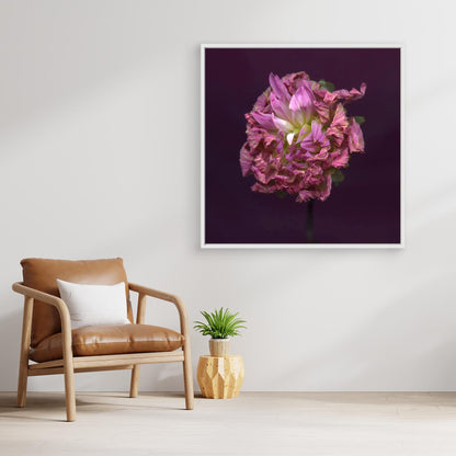 Nazomerfluisteringen: Roze dahlia  -  Canvas print