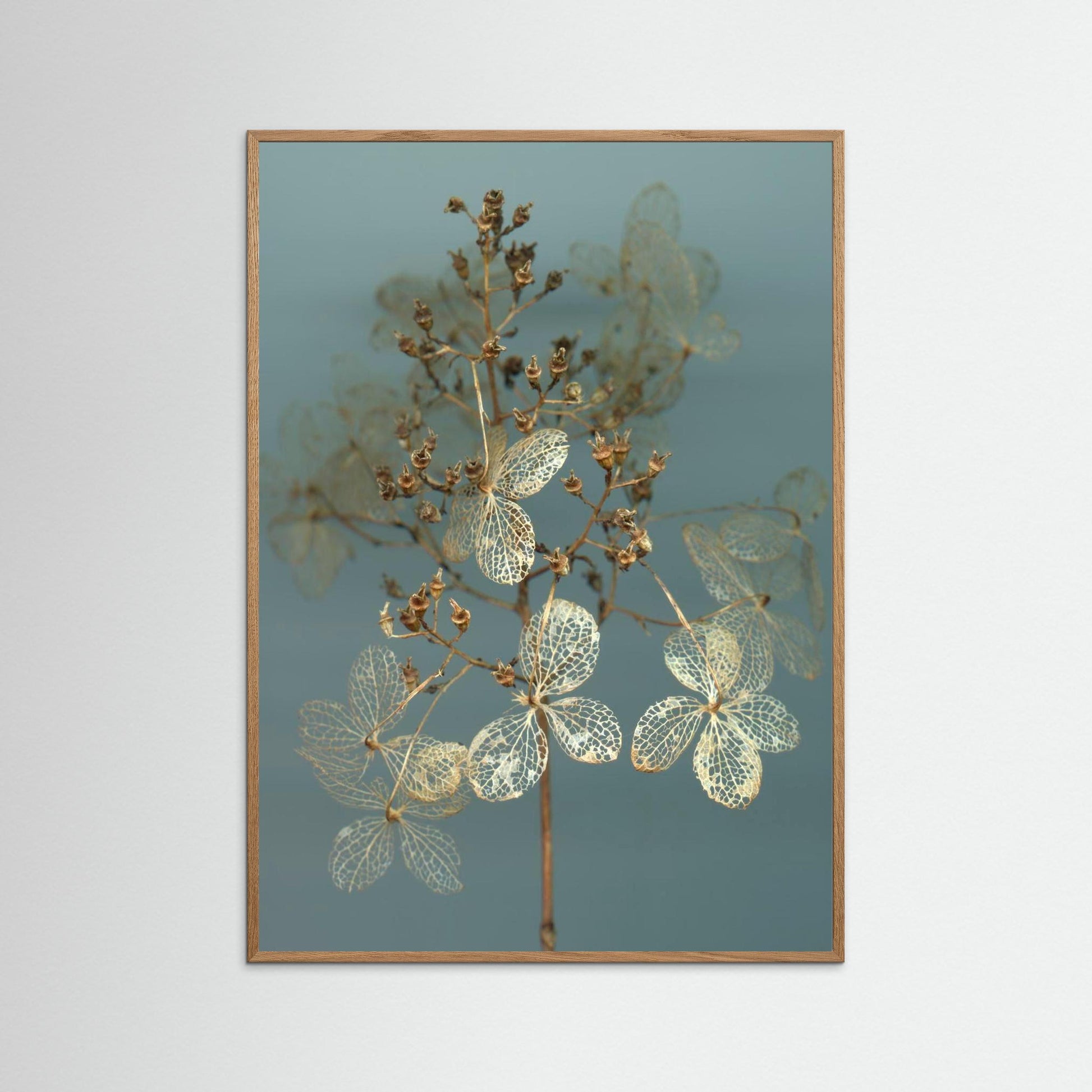 Nazomerfluisteringen: Hortensia  -  Art print