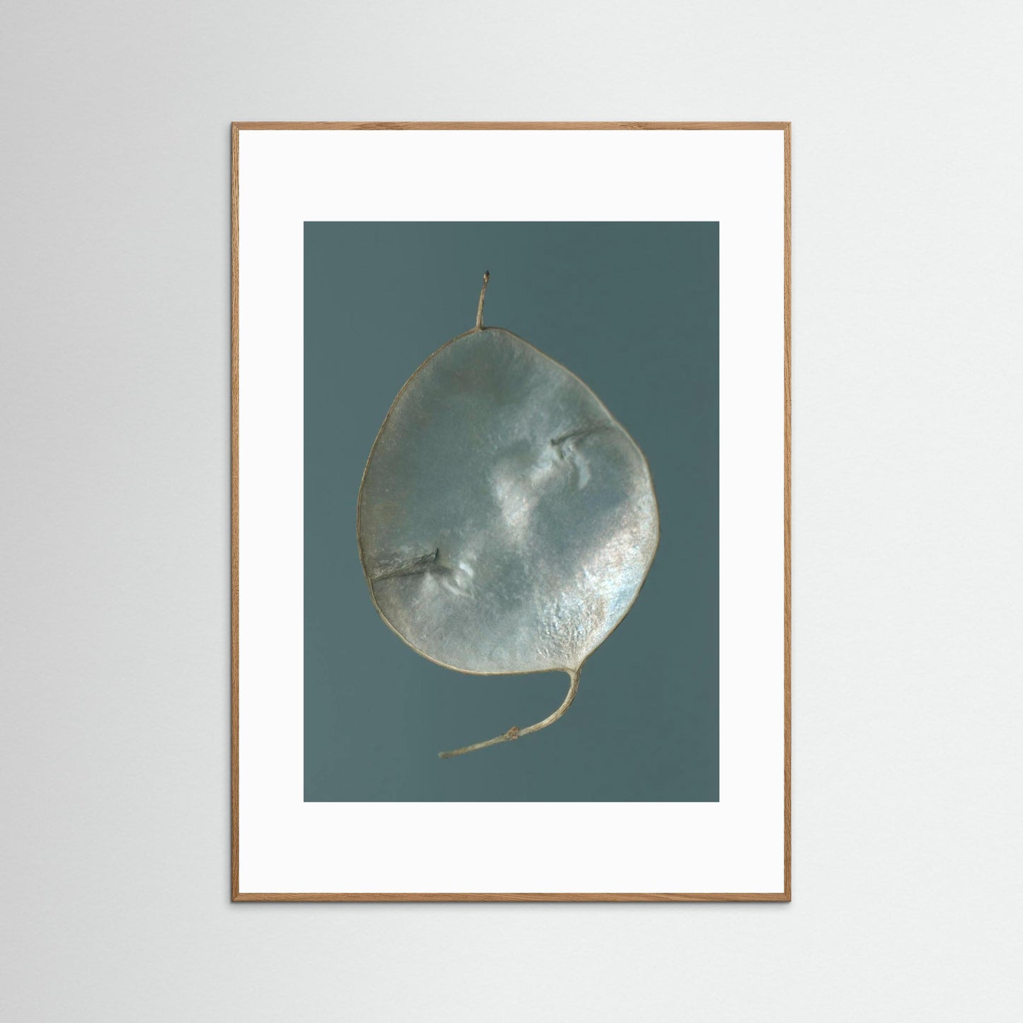 Nazomerfluisteringen: Judaspenning  -  Art print