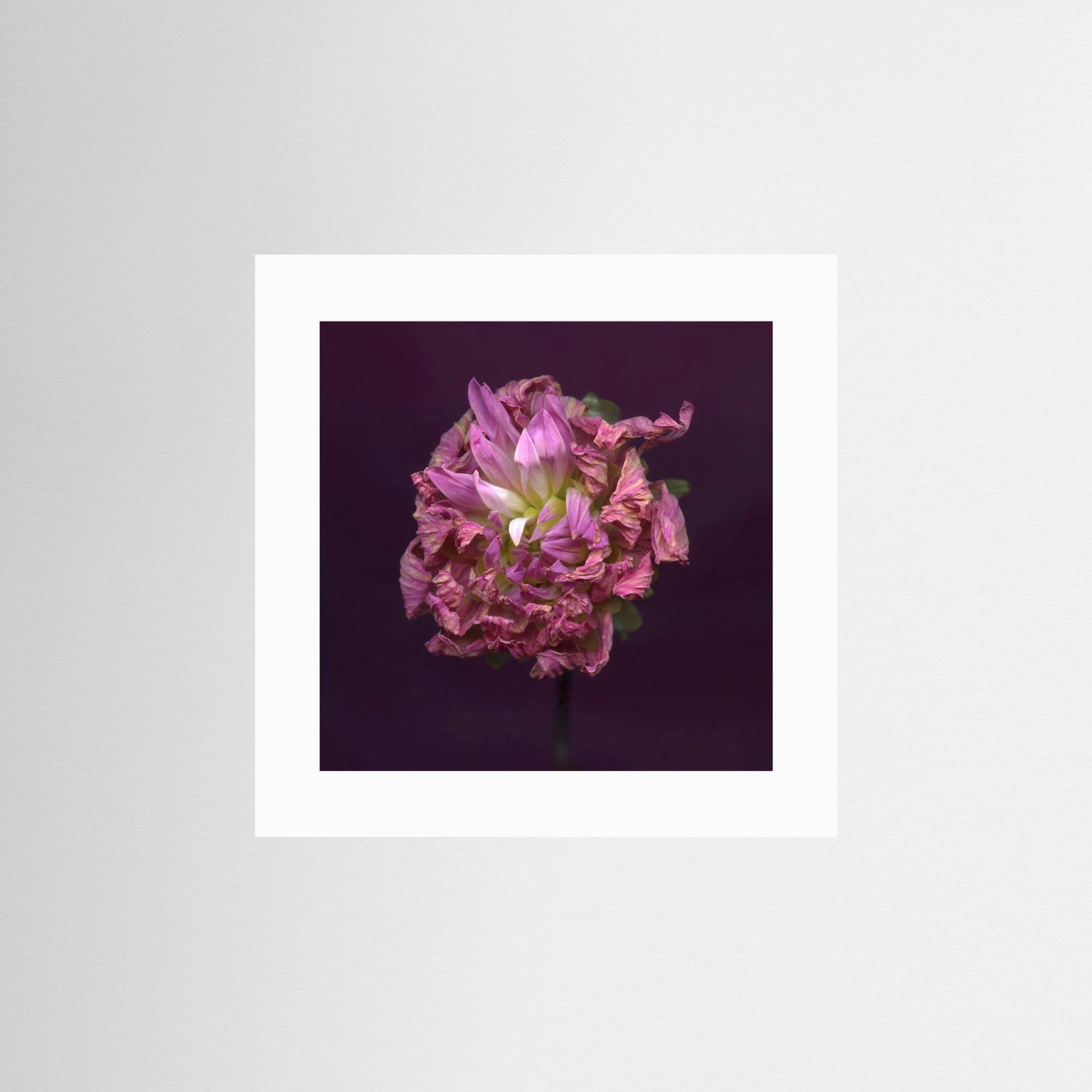 Nazomerfluisteringen: Dahlia  -  Art print